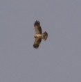 /album/some-overseas-trips/booted-eagle-eilat-spring-2007-jpg/